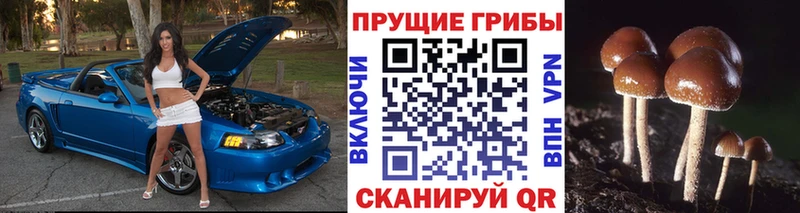 Галлюциногенные грибы прущие грибы  Оса 
